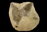 Cretaceous Fossil Leaf in Sandstone (Pos/Neg) - Kansas #143487-3